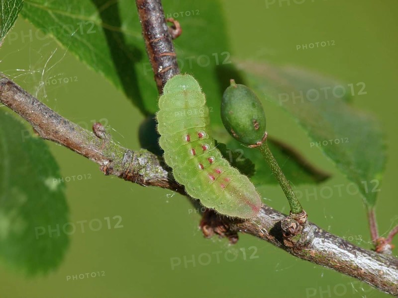 Black-haired caterpillar