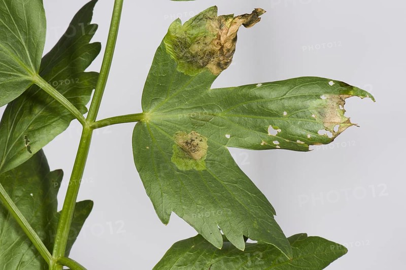 Lovage leaf miner