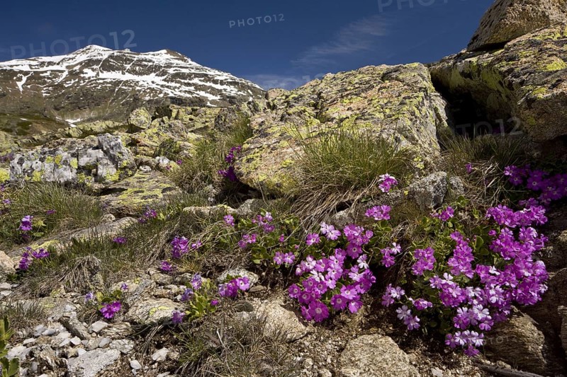 Hairy Primrose
