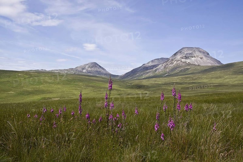 Flowering foxglove with the porridge from the Jurassic in the back