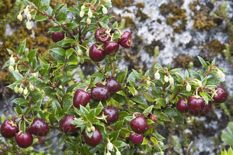 Prickly heather