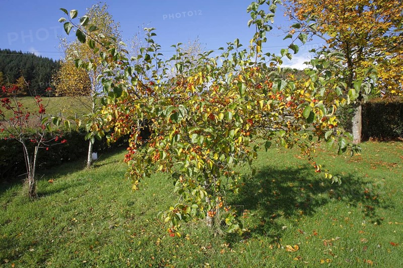 'John Downie' ornamental apple