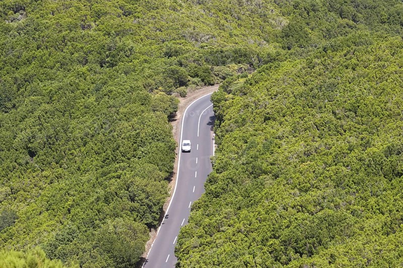 Road through 'laurisilva' humid subtropical laurel forest habitat