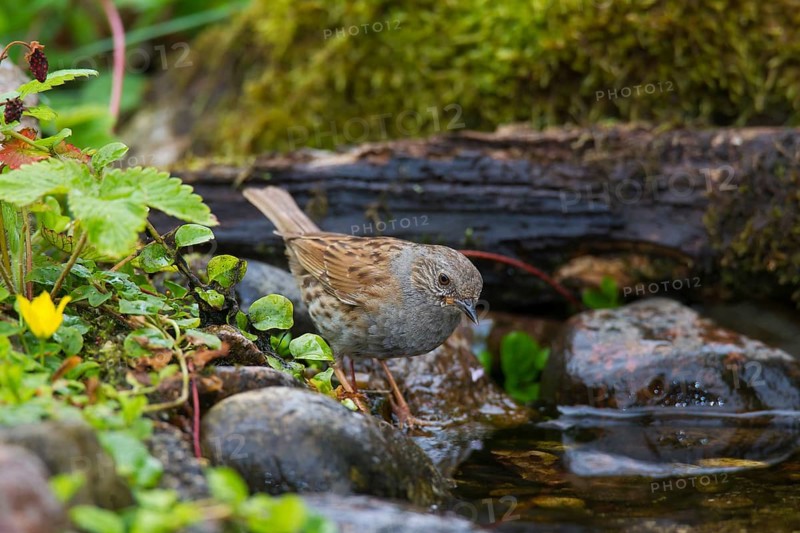 Dunnock