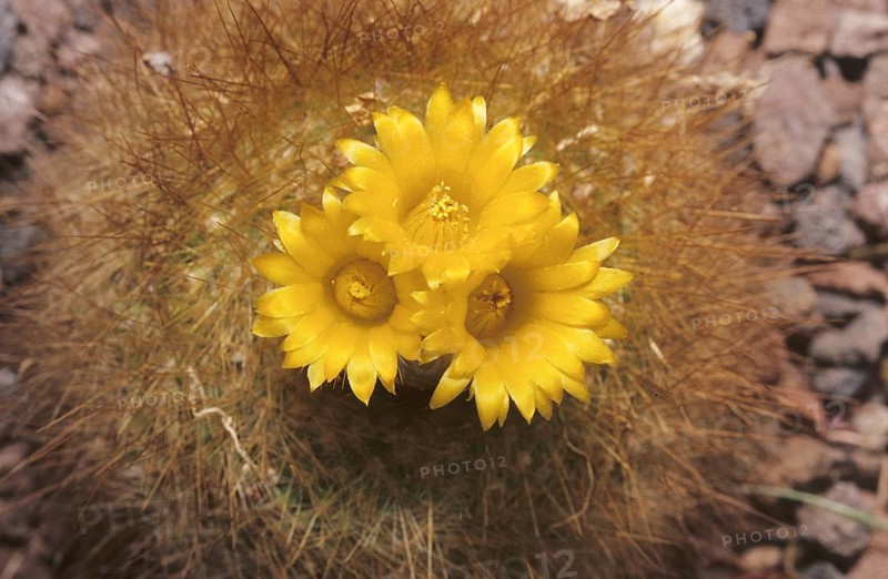 Golden ball cactus