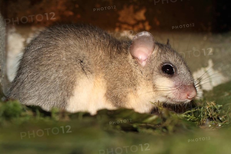 Edible or Fat Dormouse