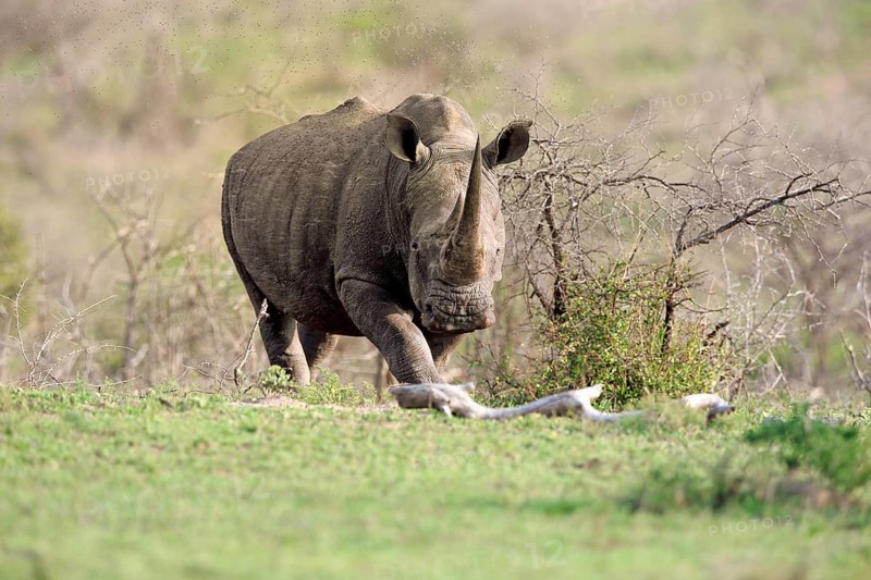 White rhinoceros