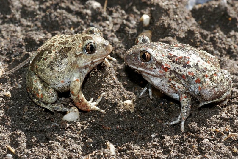 Garlic toad