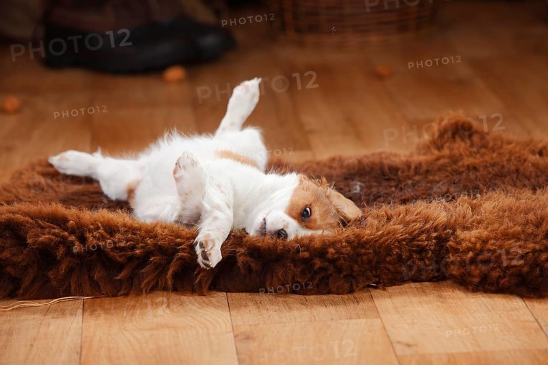 Kooikerhondje