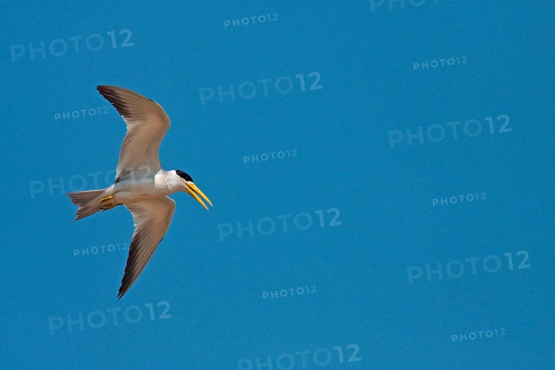 Large-billed terns
