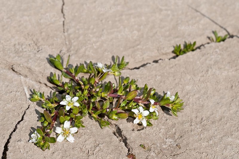 Sandwort