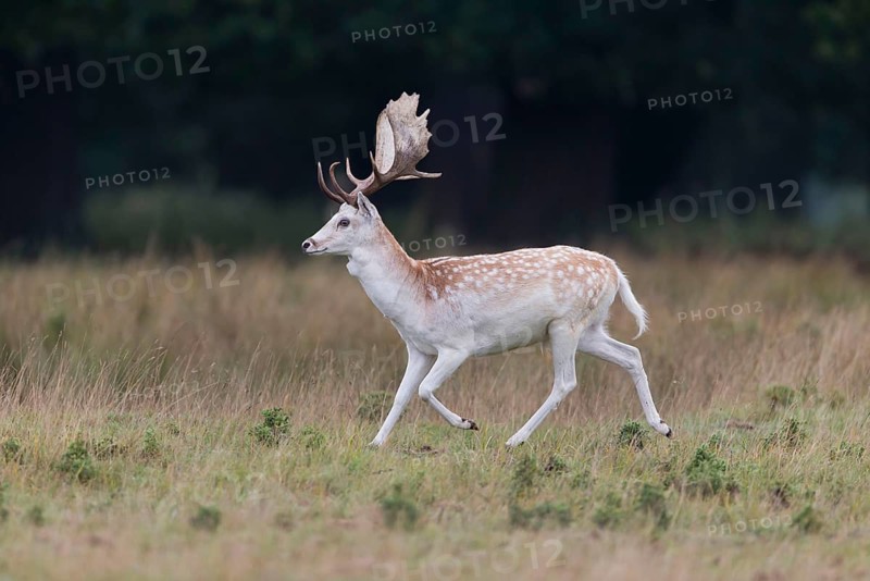 Fallow Deer