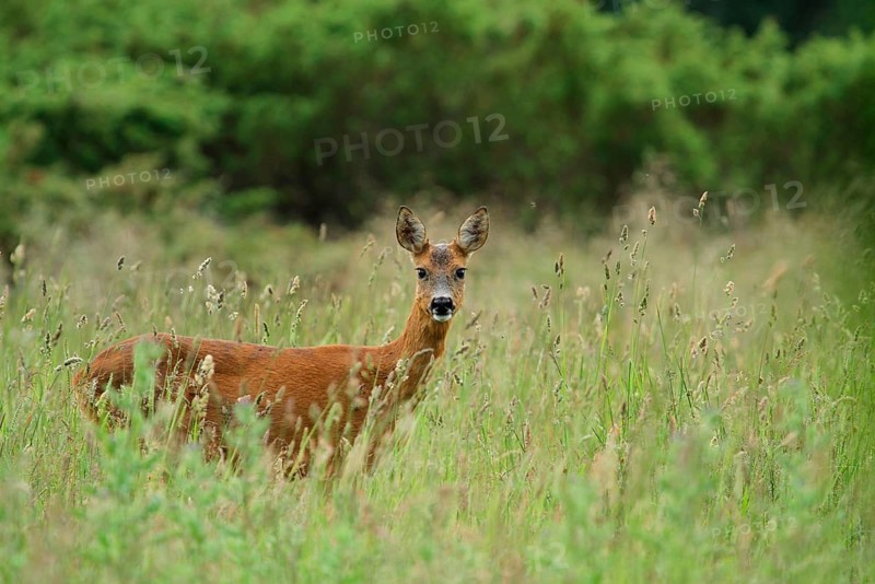 Western Roe Deer