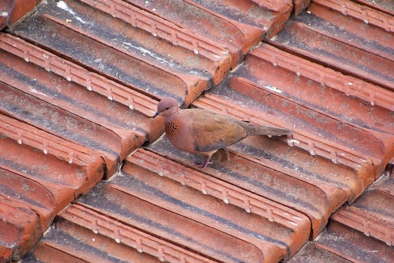 Palm Dove