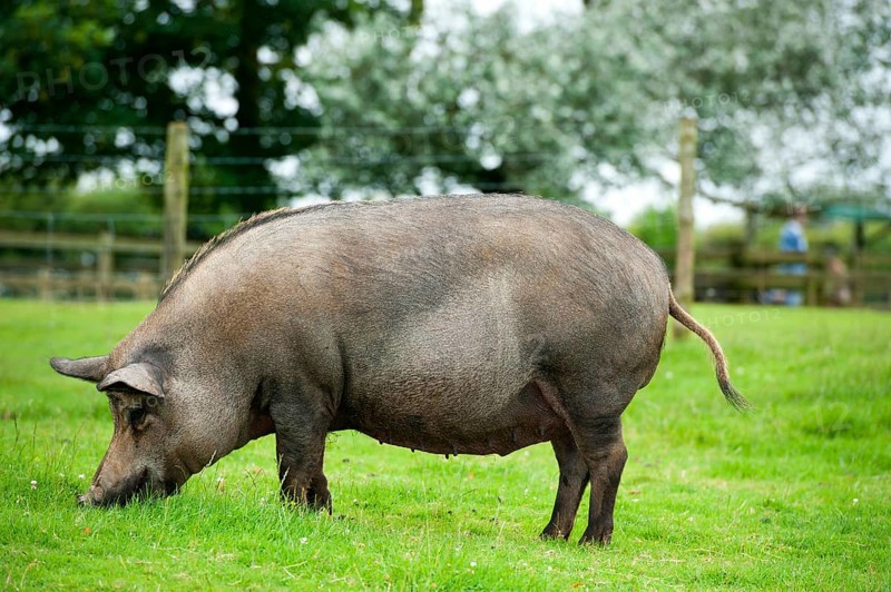 Domestic pig
