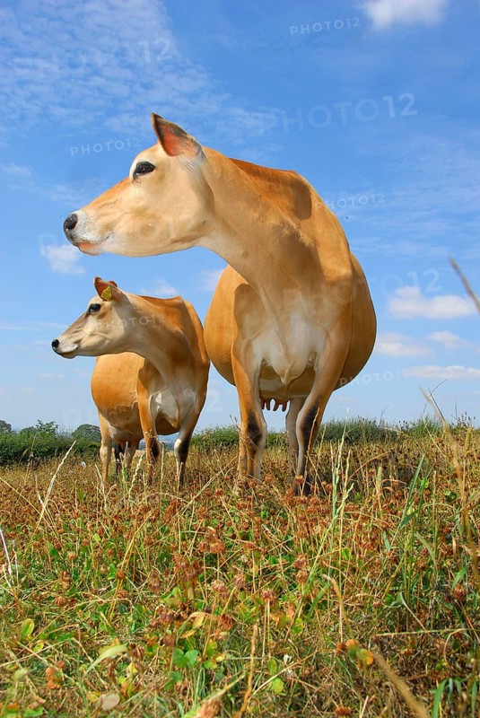 Domestic cattle