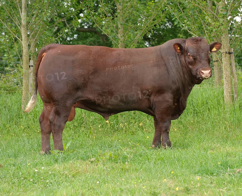 Domestic Cattle