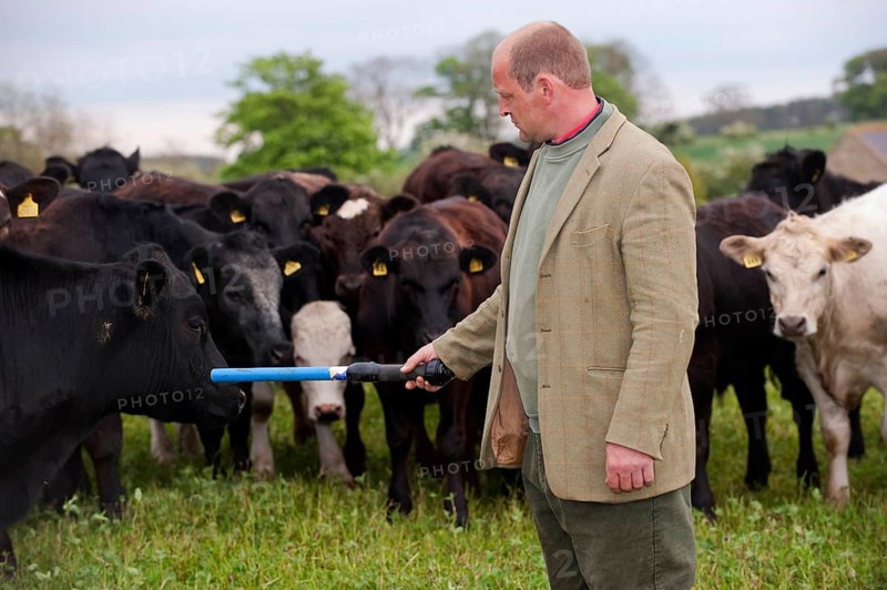 Cattle farming