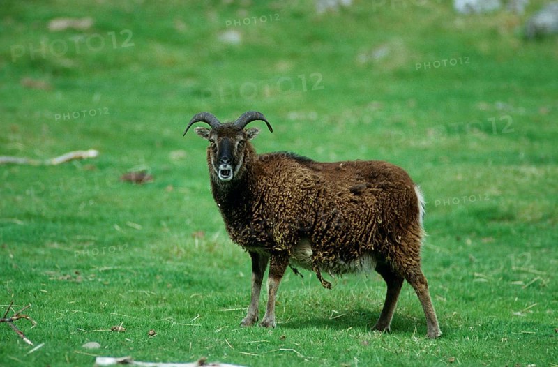 Soay Sheep