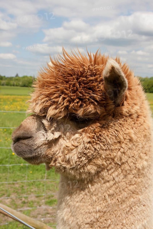 Alpaca