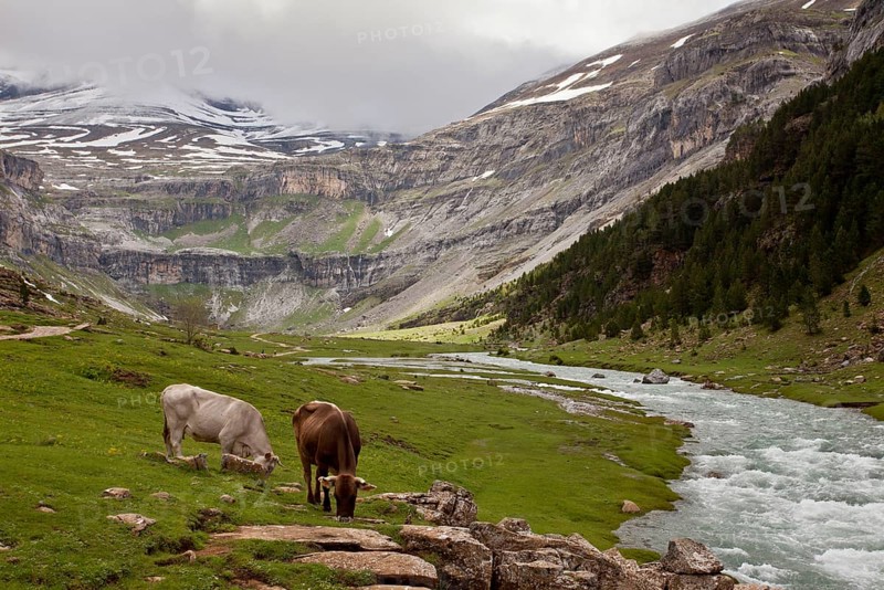 Domestic cattle
