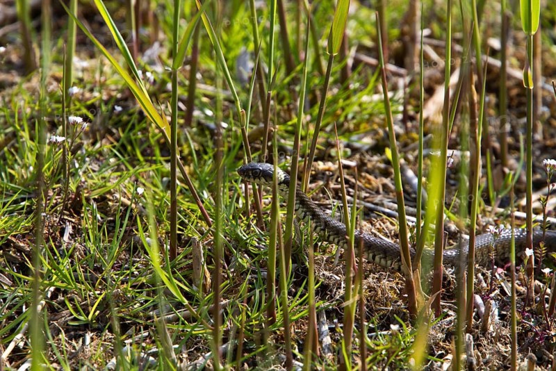 Grass snake