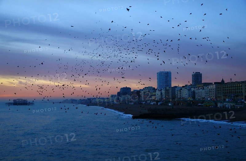 Common common starling