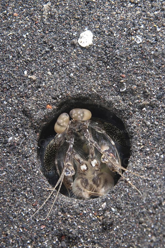 Spearing Mantis Shrimp