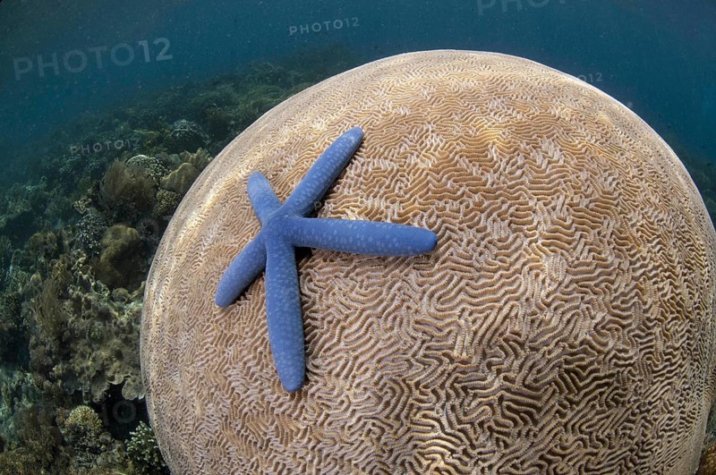 Blue linckia