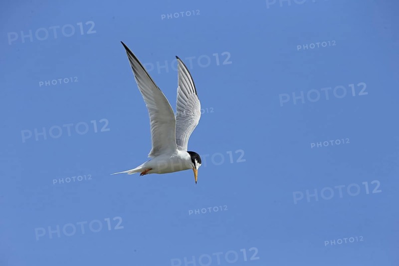 Little Tern