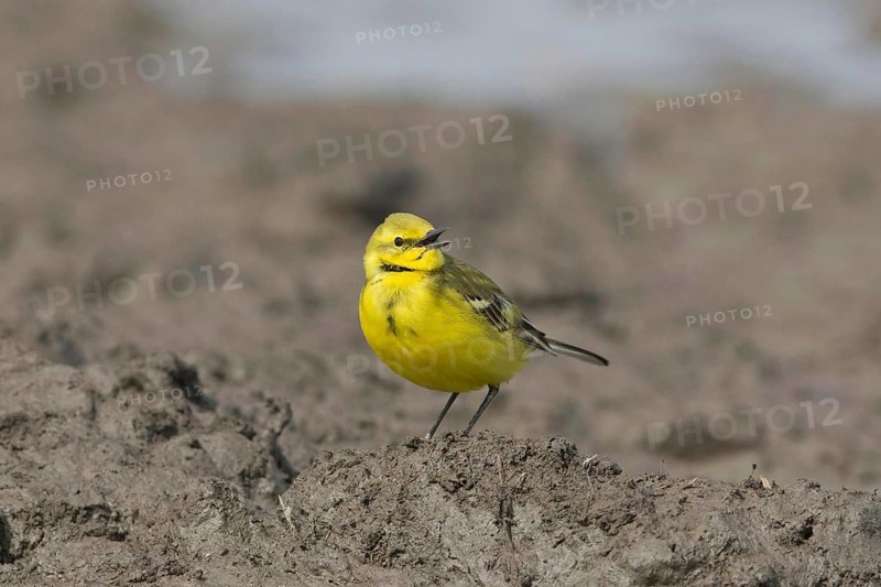 Yellow wagtail