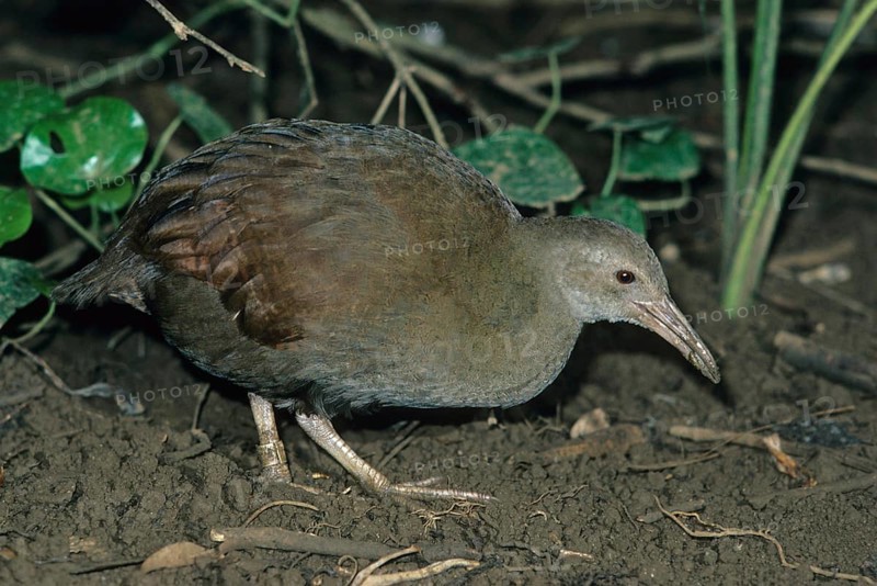 Lord lord howe woodhen