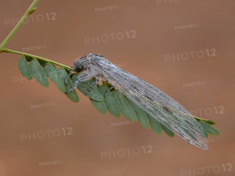 Antlion