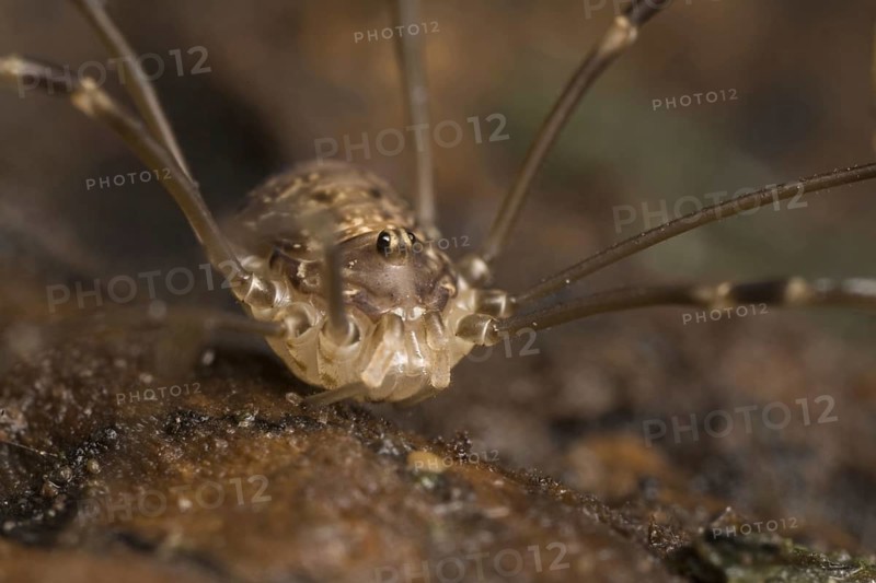 Harvestman