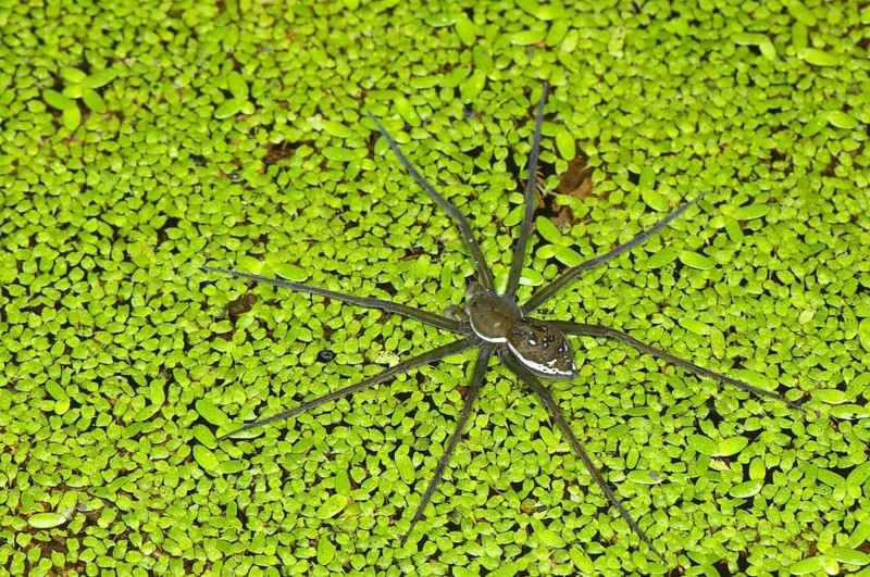 Angel spider