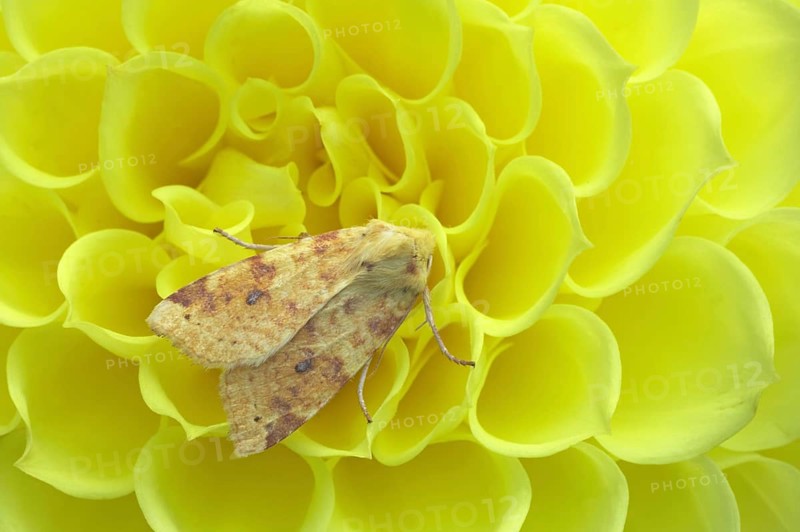 Common Sallow