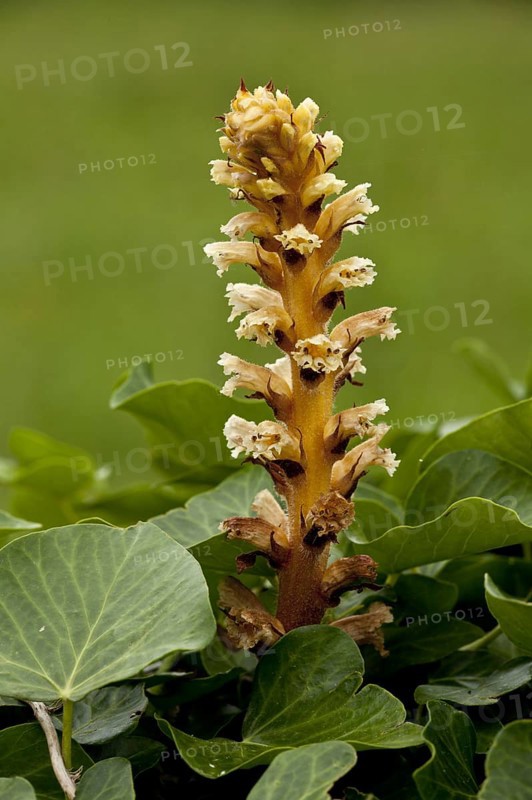 Ivy Broomrape