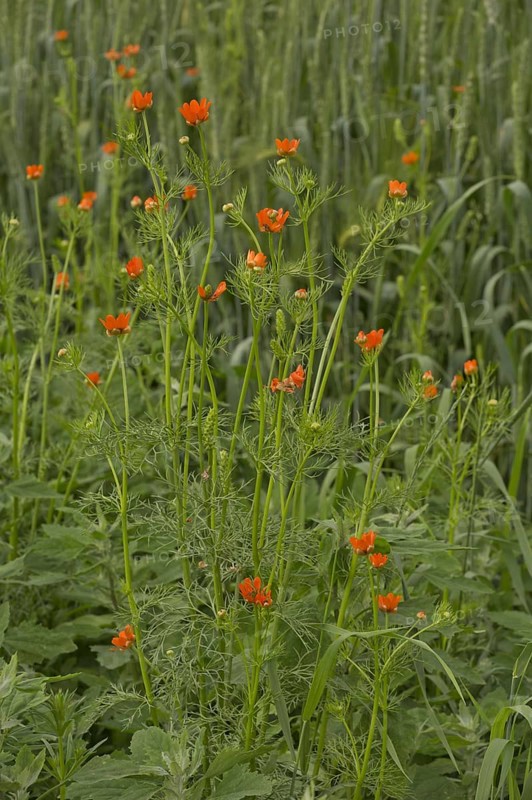 Summer Pheasant's Eye