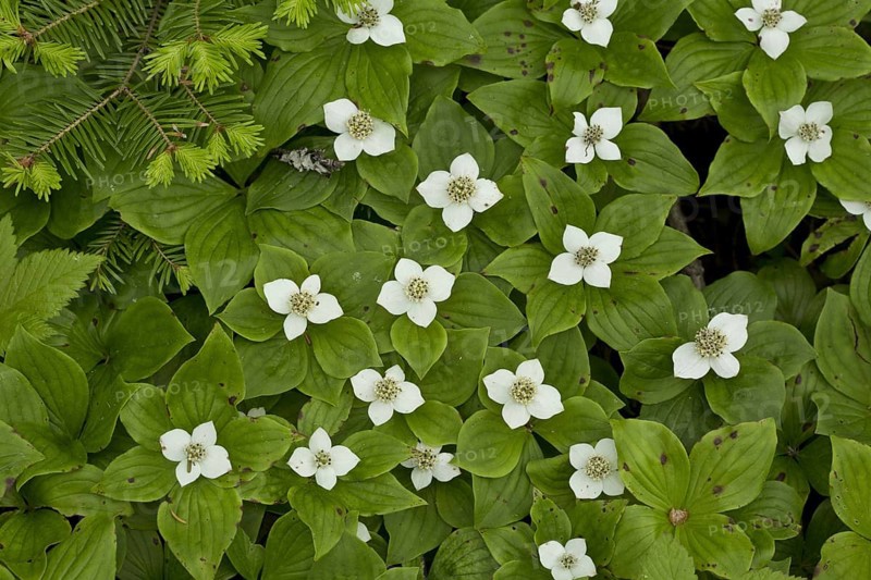 Canadian Bunchberry