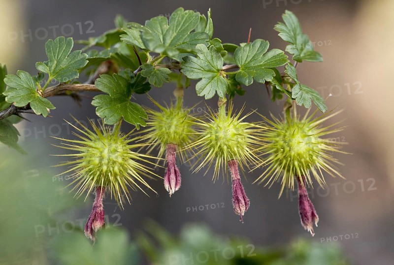 Close-up of fruit from Sierra gooseberry