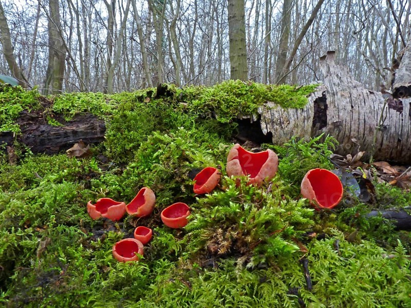 Fruiting body of scarlet elf cup
