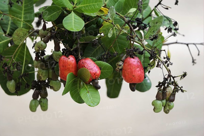 Cashew