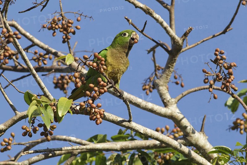 Adult olive parakeet