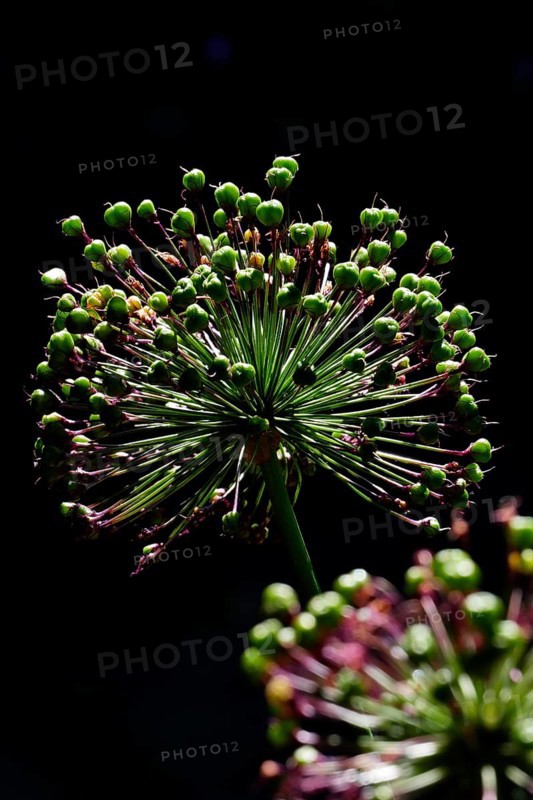 Globe leek