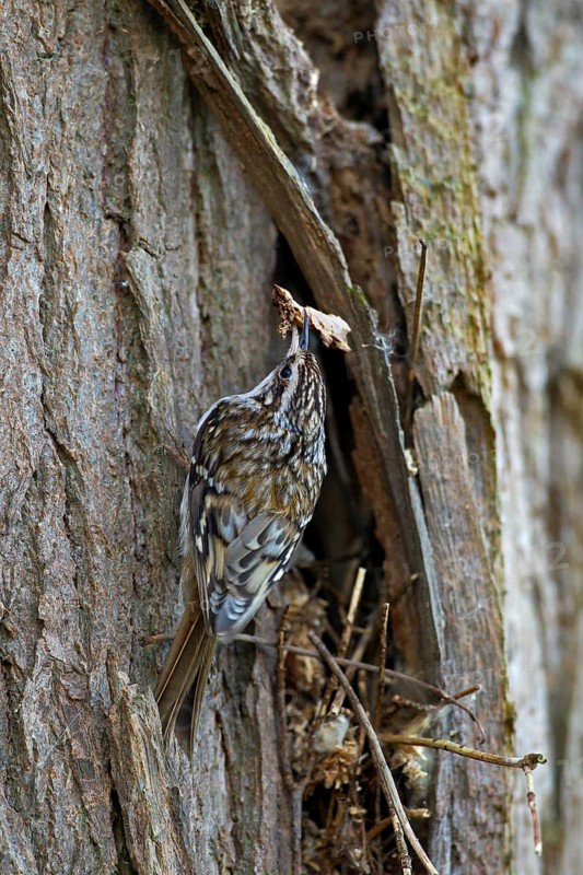 Eurasian treecreeper