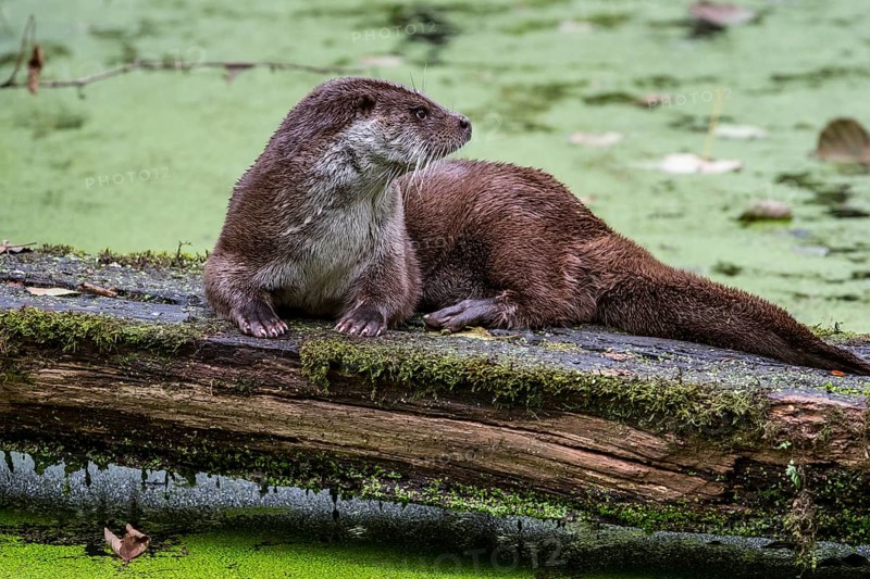 European european otter