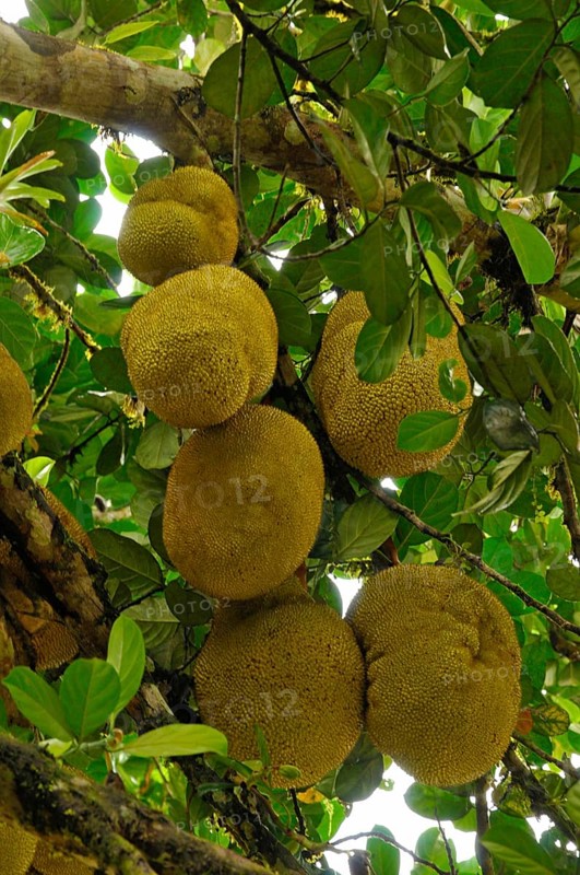 Jackfruit tree
