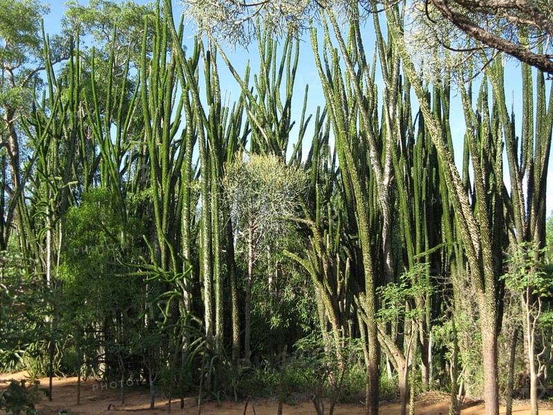 Didiereaceae
