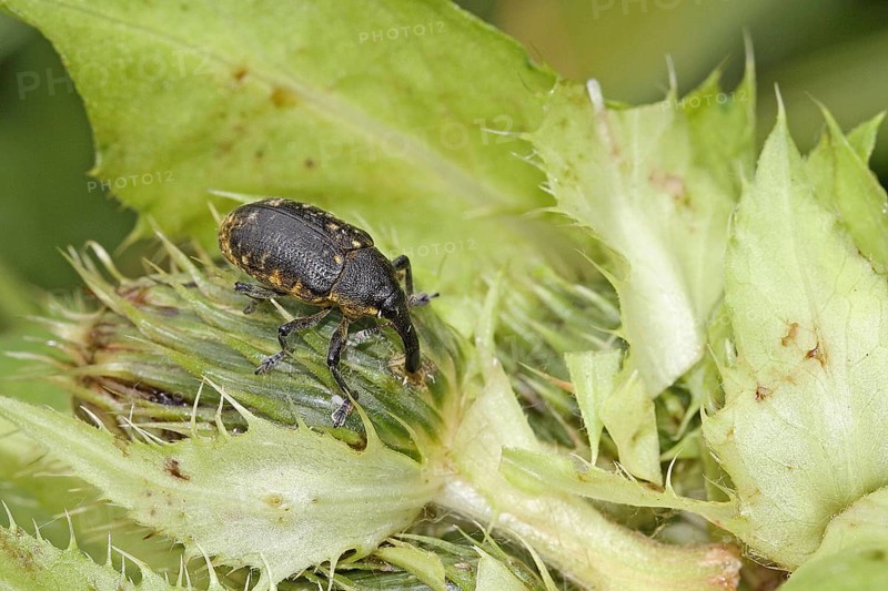 Elongated thistle weevil