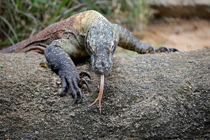 Komodo dragon